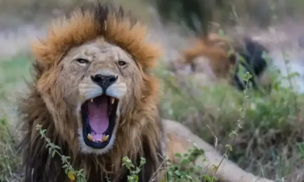 What is RoarLeveraging?