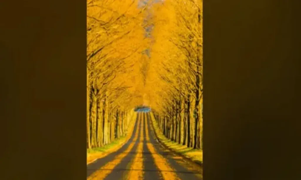 yellow spring road blooming beauty in every season